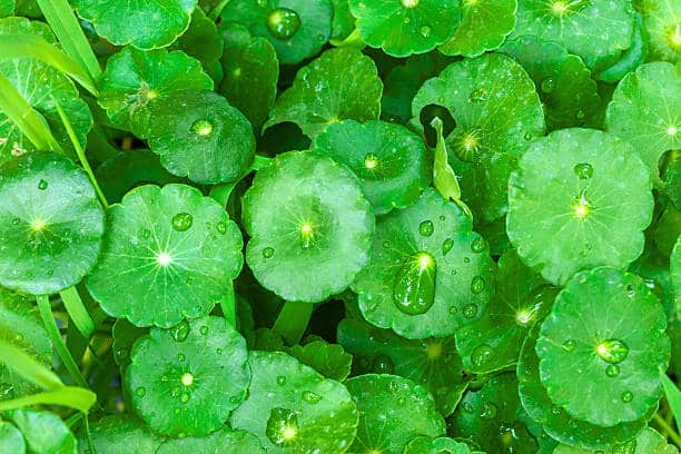 Centella Asiatica (Hydrocotyle) :Plante Médicinale