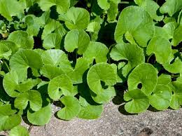 Centella asiatica description1 Centella Asiatica : Plante médicinale