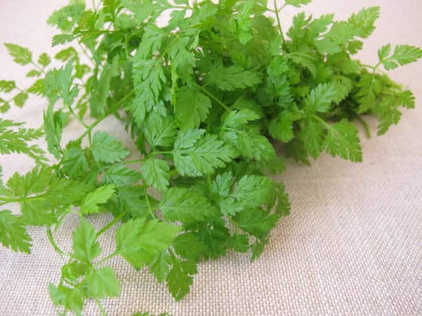 Cerfeuil : Plante médicinale