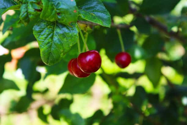 Cerisier : plante médicinale