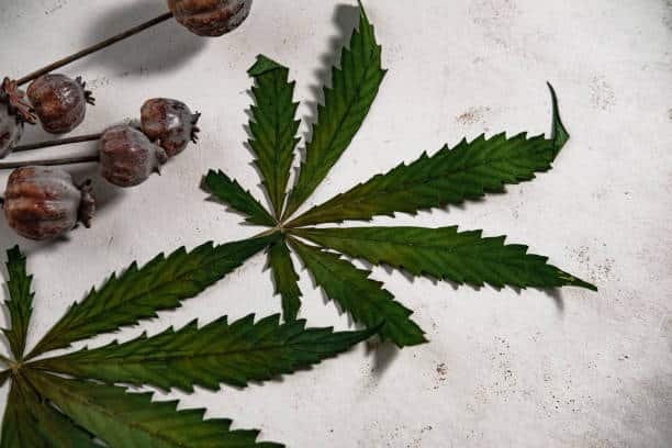Chanvre CBD : Plante médicinale