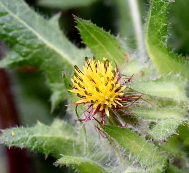 Chardon beni plante medicinale.jpg Chardon Béni : Plante médicinale