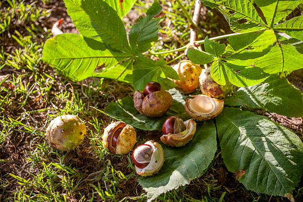 Châtaignier : plante médicinale