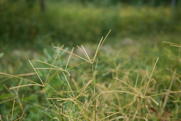 Chiendent Gros : Plante médicinale