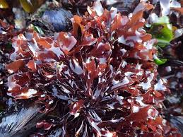 Chondrus Crispus (Carraghénane) : plante médicinale 