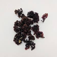 Chondrus Crispus (Carraghénane) : plante médicinale