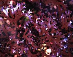 Chondrus Crispus (Carraghénane) : plante médicinale