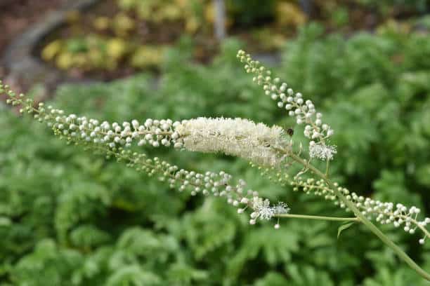Cimicifuga plante medicinale 1.jpg 1 Cimicifuga : Plante médicinale