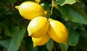 Citron description1 Citron-plante-medicinale