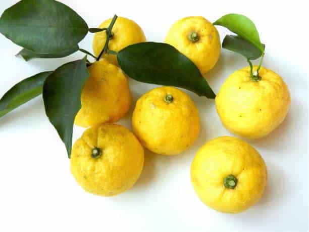 Citron Yuzu: plante médicinale