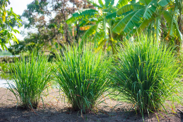 Citronnelle plante medicinale.jpg Citronnelle( Lemon Grass ) : plante médicinale