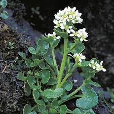 Cochléaire : Plante Médicinale