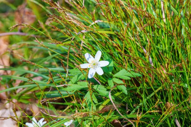 Cochléaria : plante médicinale