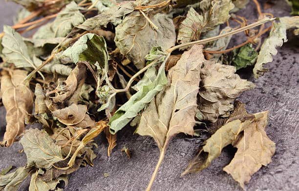 Combretum ( Kinkeliba ) : plante médicinale