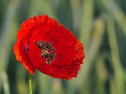 Coquelicot :Plante médicinale 