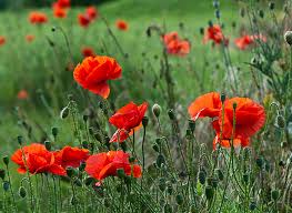 Coquelicot : plante médicinale