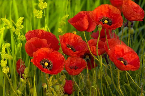 Coquelicot : Plante médicinale
