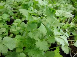 Coriandrum plante medicinale 1.jpg 1 Coriandre : plante médicinale