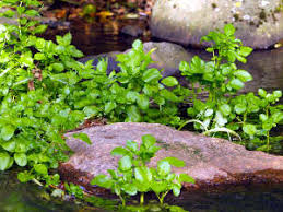 Cresson de fontaine description1 Cresson de Fontaine : plante médicinale