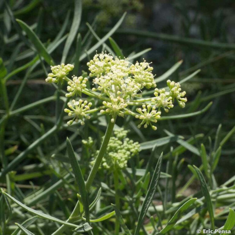 Criste marine plante medicinale.jpg Criste Marine : Plante médicinale