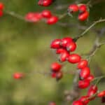 Cynorrhodon : Plante médicinale