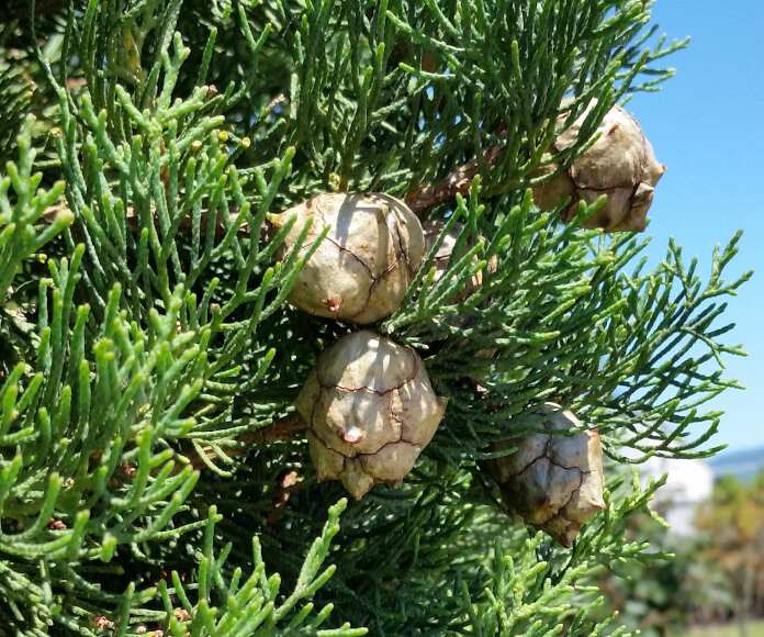 Cypres plante medicinale.jpg Cyprès : plante médicinale