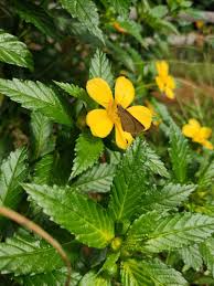 Damiana : Plante médicinale