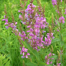 Desmodium description2 Desmodium : plante médicinale