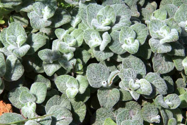 Dictame de Crete plante medicinale.jpg Dictame de Crète : Plante Médicinale