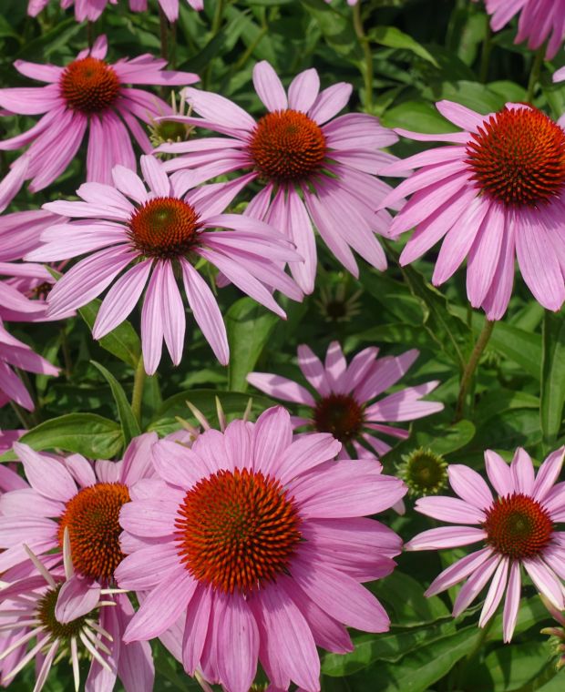 Echinacea pourpre plante medicinale.jpg Échinacée Pourpre : Plante médicinale