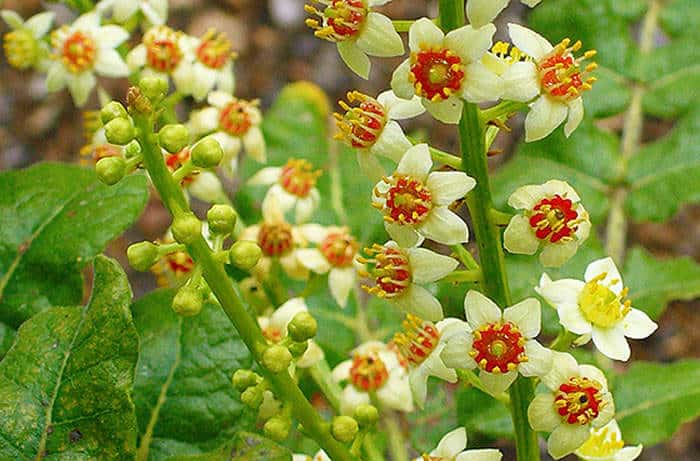 Encens carterii plante medicinale.jpg Encens-carterii : Plante Médicinale