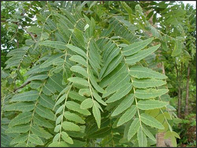 Encens serrata plante medicinale.jpg Encens Serrata : plante médicinale
