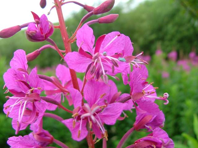 Épilobe Angustifolium : plante médicinale