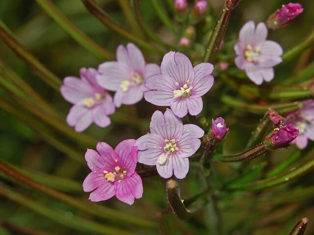 Epilobe Parviflorum : plante médicinale