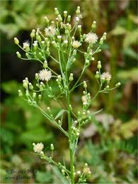Erygeron du canada description1 Erygeron du Canada : Plante médicinale