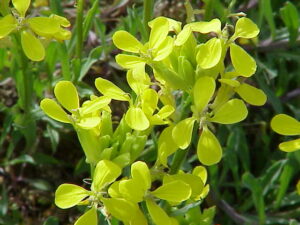 Erysimum Velard : plante médicinale