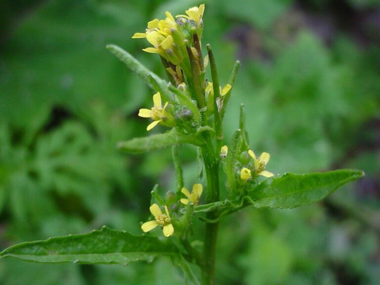 Erysimum Velard : plante médicinale