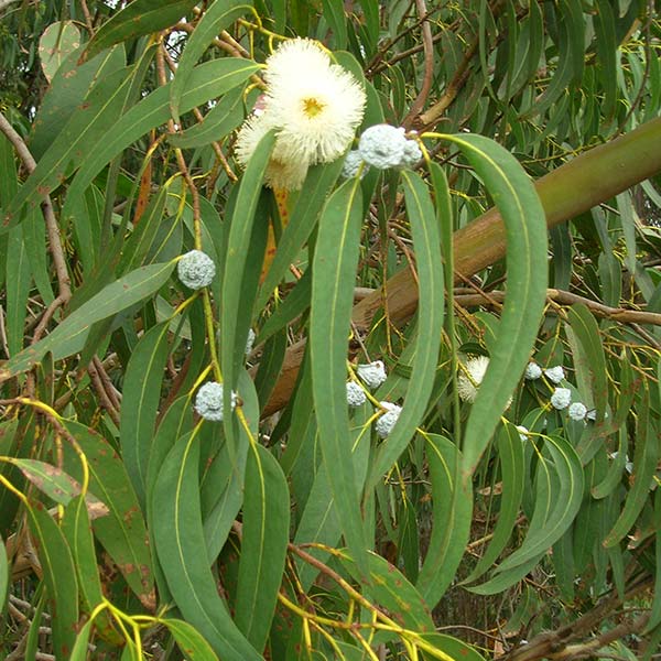 Eucalyptus : Plante médicinale