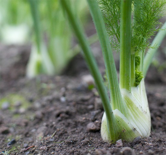 Fenouil : Plante Médicinale