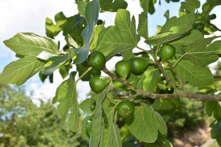 Figuier : Plante médicinale