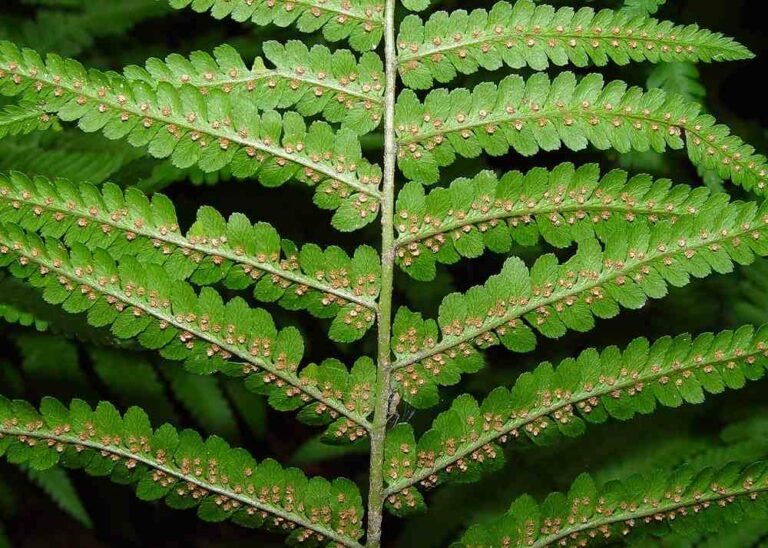 Fougère Mâle : Plante médicinale
