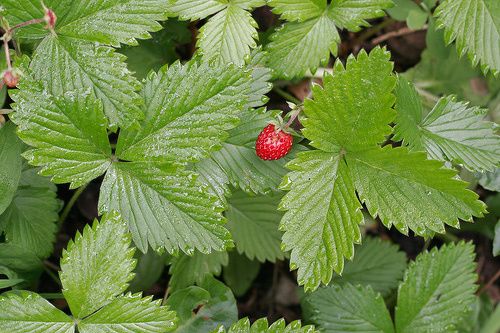 Fraisier plante medicinale.jpg Fraisier : Plante médicinale