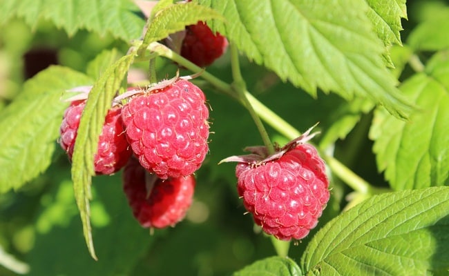 Framboisier plante medicinale.jpg Framboisier : Plante Médicinale