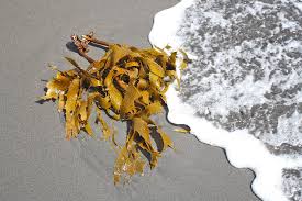Fucusvarech description2 Fucus ( Varech ) : Plante médicinale