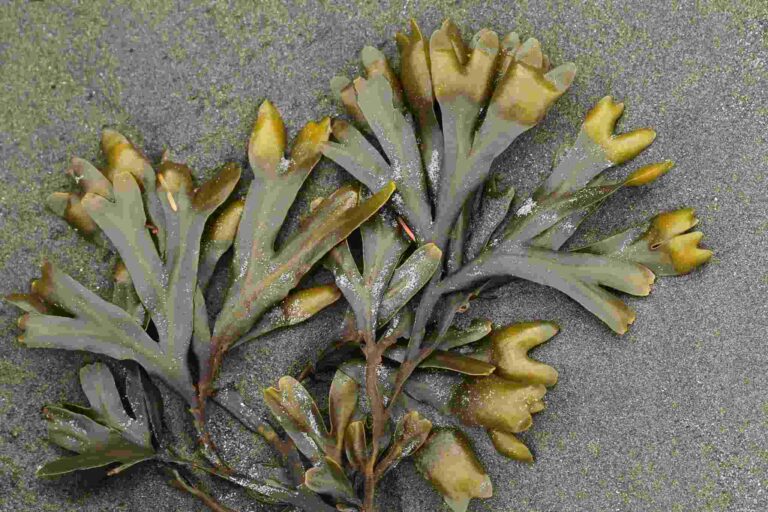 Fucusvarech plante medicinale.jpg Fucus (Varech) : Plante Médicinale