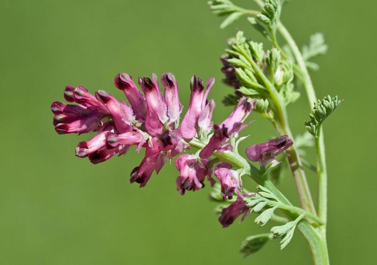 Fumeterre plante medicinale.jpg Fumeterre : Plante Médicinale