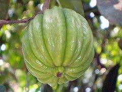 Garcinia Cambogia extrait sec : plante médicinale