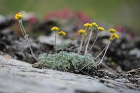 Genepi des alpes Glacialis description Génépi des Alpes ( Glacialis) : plante médicinale