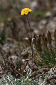 Genepi des alpes glacialis description2 Génépi des Alpes ( Glacialis) : plante médicinale