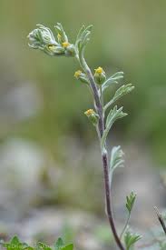 Genepi des alpes muttelina description1 Génépi des Alpes (muttelina) : plante médicinale